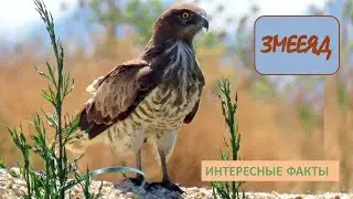 ЗМЕЕЯД🦅/Птицы/Животные/Интересные факты