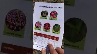 Method to apply K-Mag Fertilizer (Natural fertilizer) in Apple at Pink bud