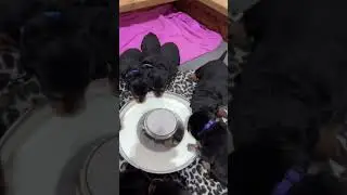 First day on Raw Goats milk out of a bowl! #puppy #dogs #cute #love #beautiful #viral #rottweiler