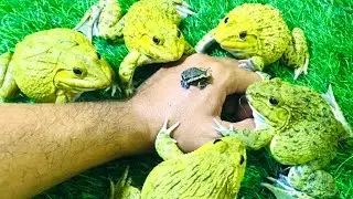 Brave family frog protect cute baby