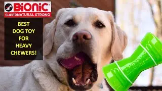 Indestructible DOG TOYS - Reviewed by DOGS!