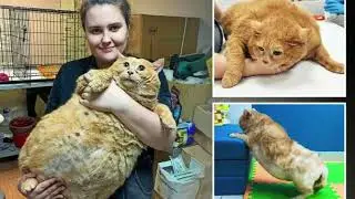 'World's fattest cat' died after vets failed to spot cancerous tumours under layers of flab