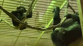 🐵ロジャー君とコイコおばさん💕😊(京都市動物園)