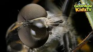 Fun Fly Facts for Curious Kids!