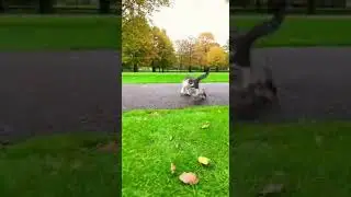 Will the Cat Catch the Squirrel?! 🐱🐿️😆 #shorts