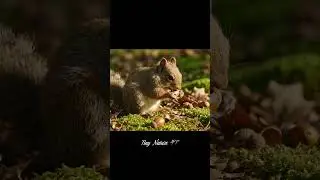 Squirrel&rsquo;s Nut Feast in Autumn Forest | Ultra 4K Wildlife Close-Up