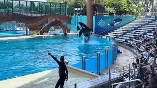 This Orca Moment Shocked Everyone at SeaWorld Orlando