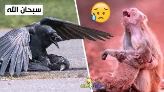هكذا تودع الحيوانات صغارها.. تبكي مثل البشر لحظات مؤثرة للغاية!!