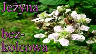 Ogrodowe pierdamony 65 - jeżyna bezkolcowa kwitnie