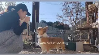 ❄保護犬ハリーと暮らす│ただただ幸せな毎日🐶Living a Happy Life with a Rescue Dog in Japan’s Beautiful Countryside