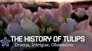 The History of Tulips | Drama, Intrigue, Obsession