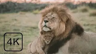 Wildlife Nature 4k Video | 60 fps | Nature free copyright video | Filmyguy