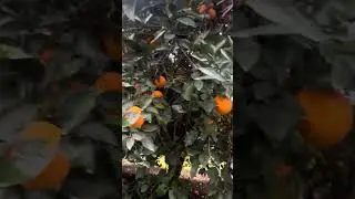 &Aacute;rboles de naranjas bien cargados 