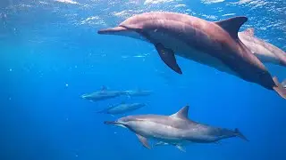 Swimming with Dolphins | Crystal Rock | Ile aux Benitiers | Flic en Flac camping | Mauritius