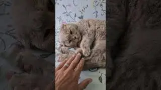 что лучше обезьяна или кот ?