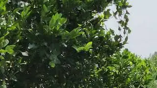 बागेतील फवारणी ड्रोन च्या मदतीने #farming #shetkaripor #royalशेतकरी