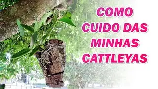 Intermediate Cattleya Orchids with VERY FAST DEVELOPMENT