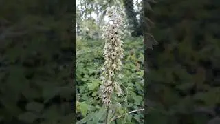 Epipactis &agrave; larges feuilles - Epipactis helleborine Short