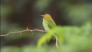 Asian Green Bee Eater#birdphotography #Asiangreenbeaeater #birdwatching #canon #Tamron #4k #trending