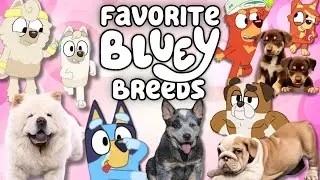 Bluey Dogs in Real Life! (Most Interesting Bluey Breeds so far…)