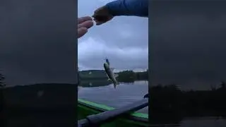 I&rsquo;m catching fish when I&rsquo;m All tangled up.