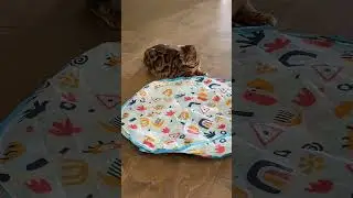 Adorable Cat Toy Alert! Watch Your Fur Baby Play & Review! #FelineFun