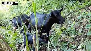 Goats vs Steep Terrain &ndash; How They Adapt to Mountain Life | Farm Life