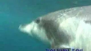 みらいじま20080516_20