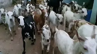 Hyderabadi Barbari Teddy Nasal | Punjab Aur UP Se Aaye Bakre.