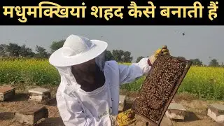 How Do Bees Make Honey? How Honey is Made By Bees in Hindi