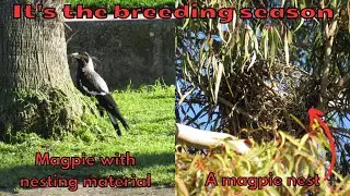 A magpie gathering nesting material for the nest in a gumtree - The breeding season has begun