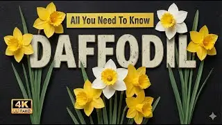 Daffodils | All You Need To Know About