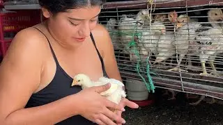 Todo esto Gasto en Comida para mis Animales de la Finca ~ Saida ZC ~ 💚