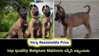 top quality Belgium malinois puppies for sale in telugu/ 96666 46668 /aj pets