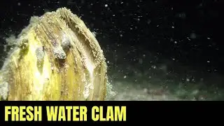 What Is This? If You Know, Please Comment! 6 | Lake Crescent Diving | Timelapse