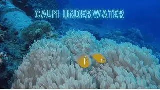 Underwater Ocean Calm | Soft Music for Relaxation (16 Minutes)
