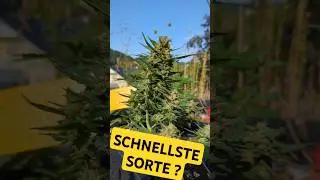 Schnellste AUTOFLOWER ?55 Tage Samen bis Ernte 🌿 #420 #garten #deutsch