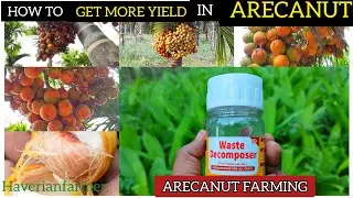 how to use waste decomposer complete procedure #crop #agriculture #motivation #arecanut #betelnut
