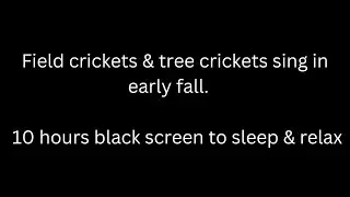 Field crickets & tree crickets sing early fall cricket sounds 10 hours black screen to sleep & relax