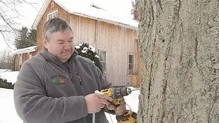 Warm temperatures promote good maple syrup production in WNY
