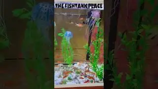 This is so cute 🥰 #artificial #jellyfish #fishtankdecor #aquariumaccessories #fishtankdecor