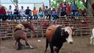 Jaripeo en El Volador Ixcatepec Ver. 2022 (Termina en tragedia)