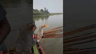 Amazing Traditional Village Boat Fishing  | #shorts #fishingvideo #fish #fishing #villagelife #yt