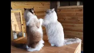 Boys Will Be Boys- Ragdoll Cats