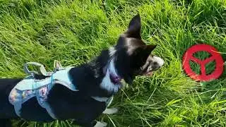 Frisbee with Border Collies