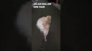 golden retriever walking night time