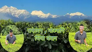 नेपाल कै उत्कृष्ट चिया , रामेछाप मन्थलि भोटनागि मा