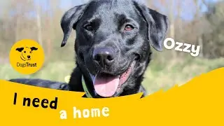 Ozzy the lovely Labrador cross | Dogs Trust Glasgow