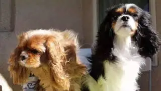 Ruby and Tricolor Cavalier King Charles Spaniel morning on the patio