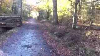 Kongelunden, skovrydning #6